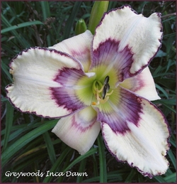 GREYWOODS INCA DAWN